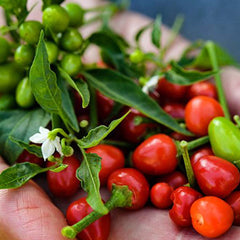 Chiltepin - 4