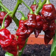 Devil's Tongue - 4