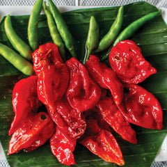 Ghost (Bhut Jolokia) - 4