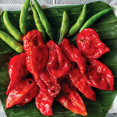 Ghost (Bhut Jolokia) - 4" Pot