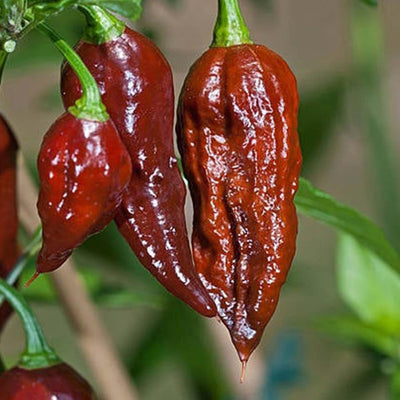 Ghost (Bhut Jolokia) Chocolate - 4" Pot