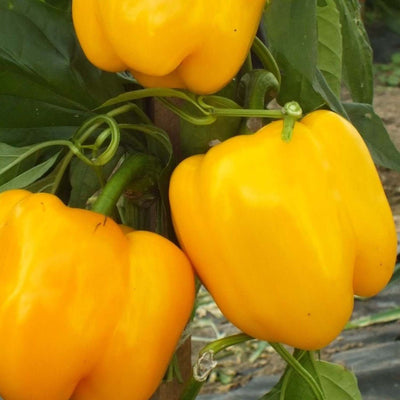 Golden California Wonder - 4" Pot