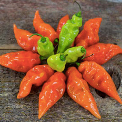 Habanada - 4" Pot