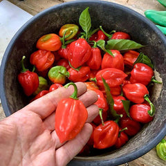 Habanero Red - 4