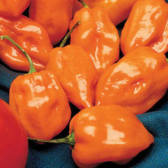 Habenaro Orange - 4