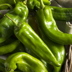 Hatch Green Medium - 4