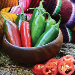 Jalapeno Early - 4