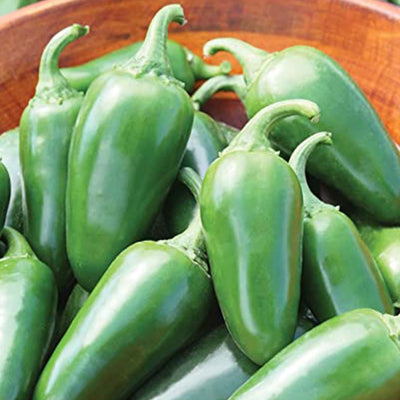Jalapeno Emerald Fire - 4" Pot