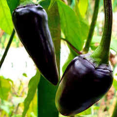 Jalapeno Purple - 4