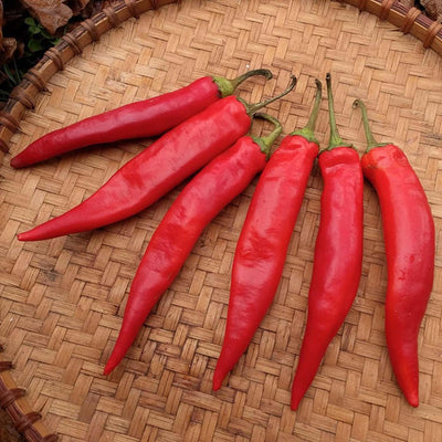 Korean Hot - 4" Pot