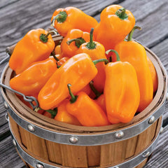 Lunch Box Orange - 4