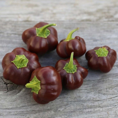 Mini Chocolate Bell - 4" Pot