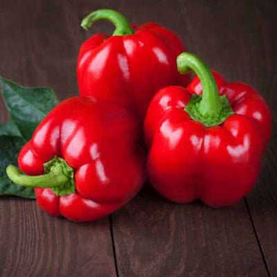 Mini Red Bell - 4" Pot