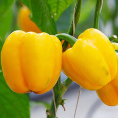 Mini Yellow Bell - 4