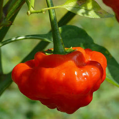 Mushroom Red - 4