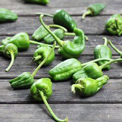 Padron - 4