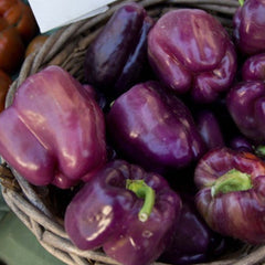 Purple Beauty - 4