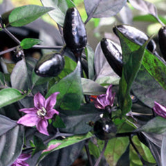Royal Black - 4
