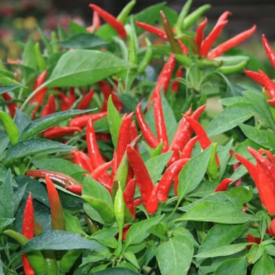 Super Chili - 4" Pot