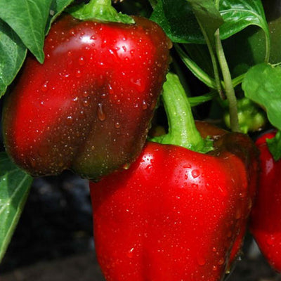 Sweet Big Red - 4" Pot