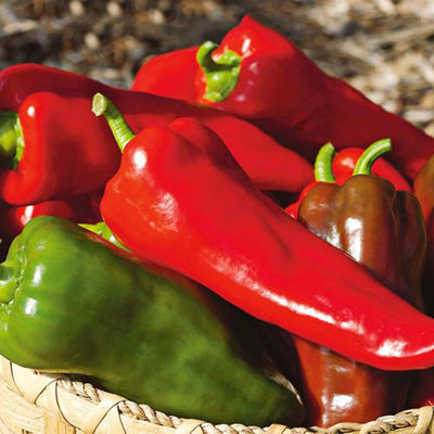 Sweet Italian - 4" Pot