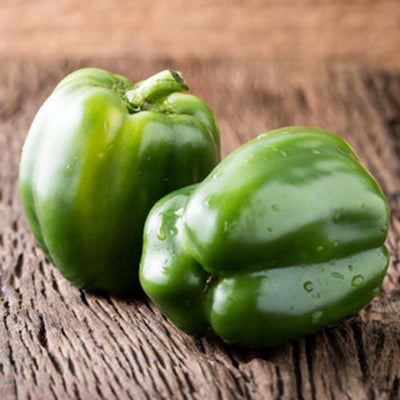 Yolo Wonder - 4" Pot