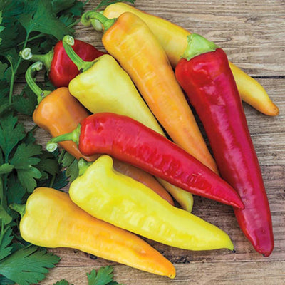 Yum Yum Mix - 4" Pot