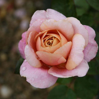 Distant Drums - 5 Gallon