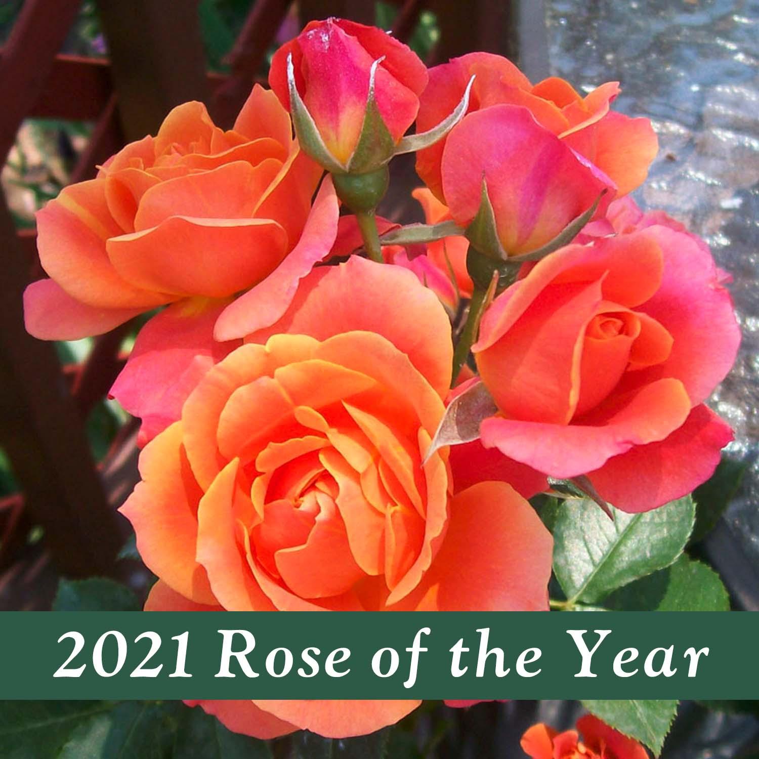 disneyland rose seeds Disneyland Rose