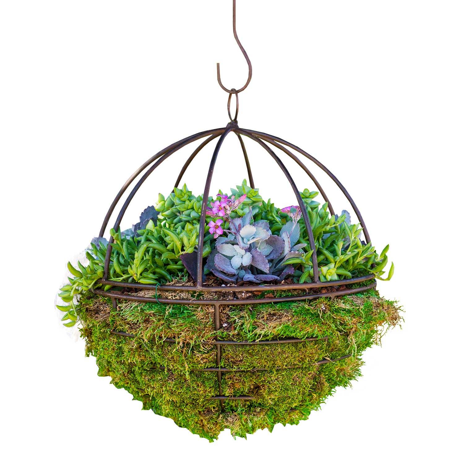 metal succulents Mini Succulents in Hanging Metal Orb Arrangement – Roger's Gardens