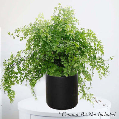 Maidenhair Fern - Adiantum - 6in