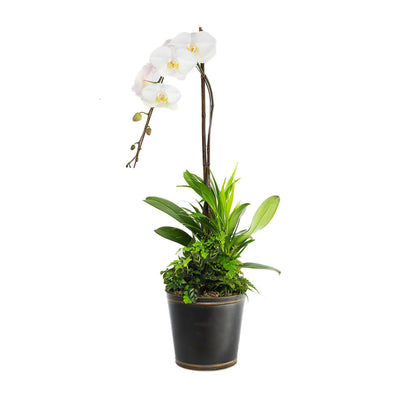White Orchid in Large Black and Copper Tin