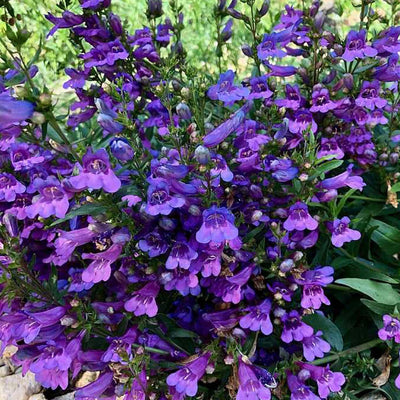 Penstemon 'Catherine Mare' - Catherine Mare Penstemon - 1 Gallon