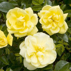 Flower Carpet Yellow - 5 Gallon