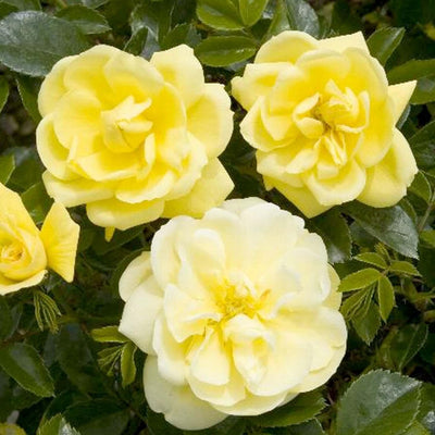 Flower Carpet Yellow - 5 Gallon