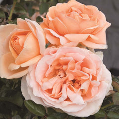 Abbaye De Cluny - 5 Gallon
