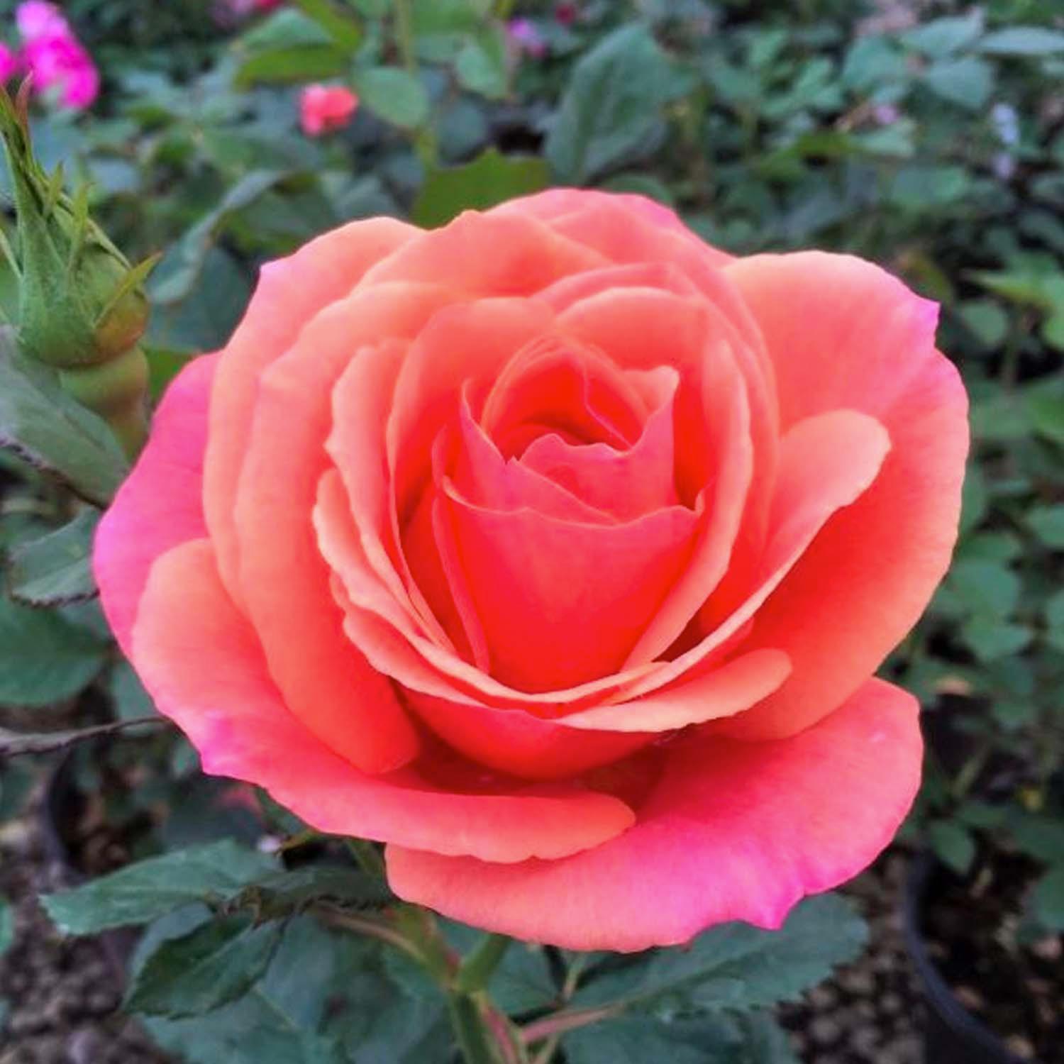 Anthony Meilland - 5 Gallon – Roger's Gardens