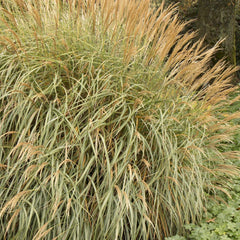 Miscanthus 'Adagio' - Adagio Maiden Grass - 2 Gallon