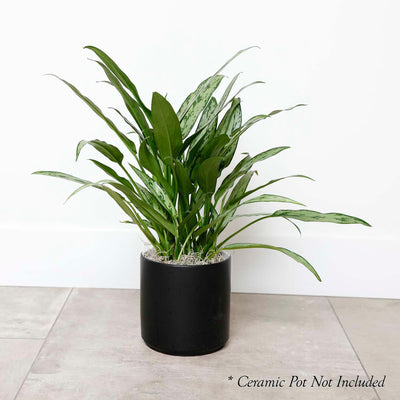 Chinese Evergreen - Aglaonema cutlass - 6in