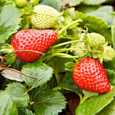 Strawberry Albion Strawberry PP - 1 Gallon