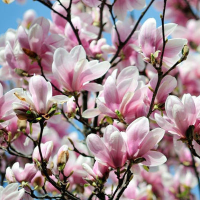 Magnolia 'Alexandrina' - Alexander Magnolia - 10 Gallon