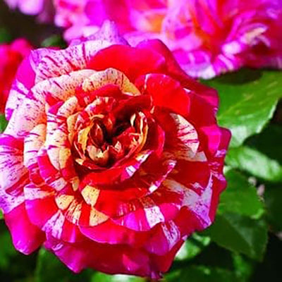 All American Magic - 5 Gallon