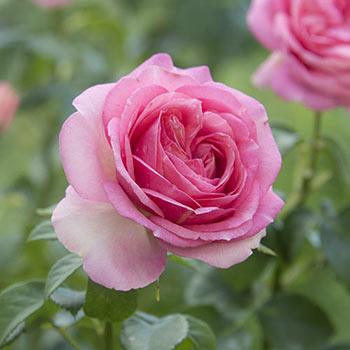 All Dressed Up - 5 Gallon