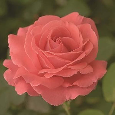 America - 5 Gallon - STK