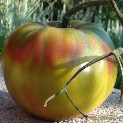 Anana's Noir - 4" Pot