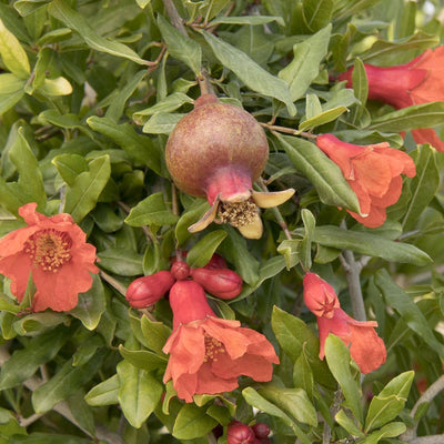 Pomegranate 'Smith Angel Red'® PP - Angel Red Pomegranate - 2 Gallon