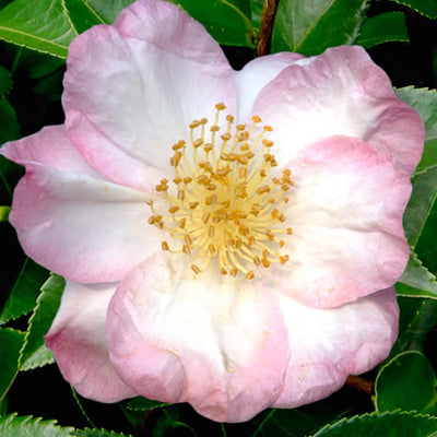 Camellia 'Apple Blossom' - Apple Blossom Camellia - 15 Gallon