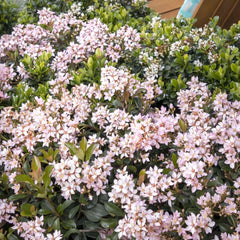 Rhaphiolepis 'Ballerina' - Ballerina Indian Hawthorn - 5 Gallon