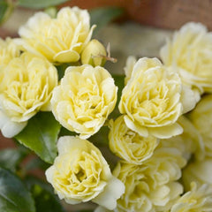Banksii 'Lutea - 1 Gallon