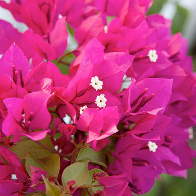 Bougainvillea 'Barbara Karst' - Barbara Karst Bougainvillea - Staked - 1 Gallon